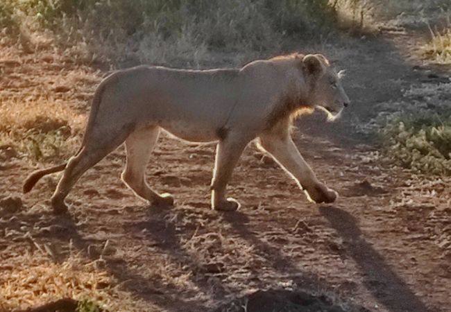 safari Sud Africa leone