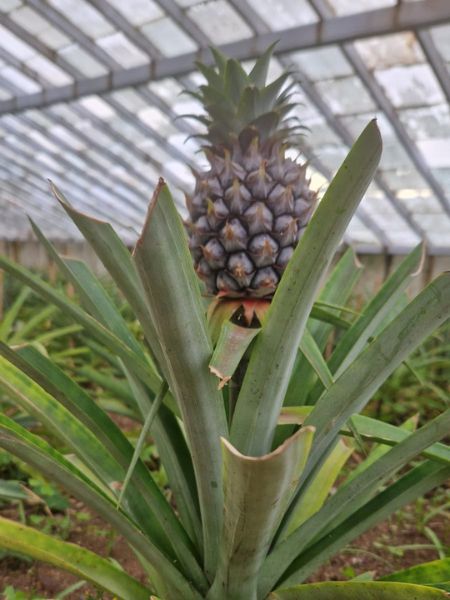 azzorre tour ananas piantagione