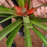 azzorre tour piantagione ananas