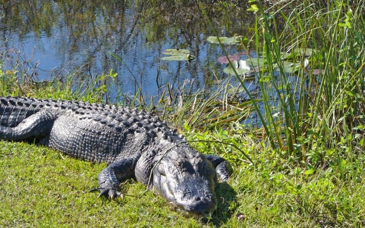 Everglades: fauna