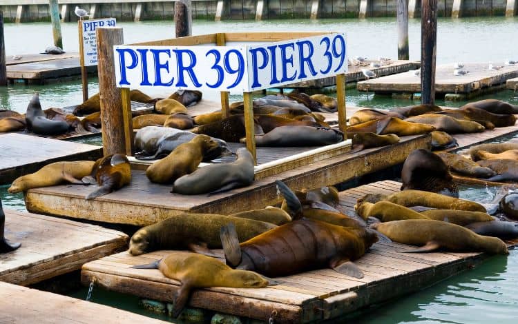Da vedere a San Francisco: Pier 39 leoni marini