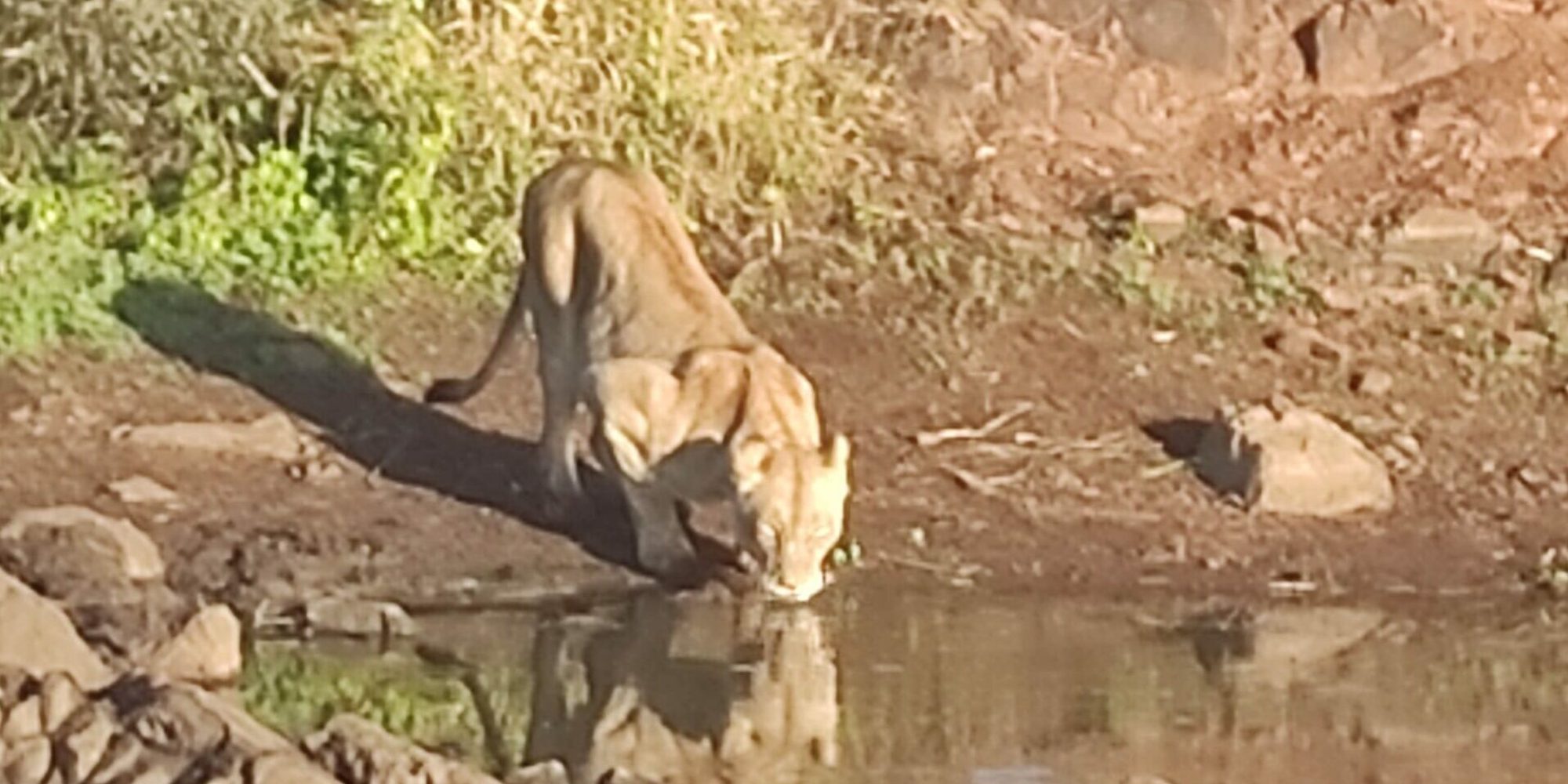 Sud Africa Leone beve